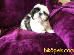 SATILIK SHIH TZU YAVRULARI 4