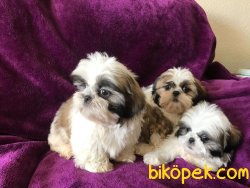 SATILIK SHIH TZU YAVRULARI 3