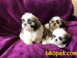 SATILIK SHIH TZU YAVRULARI 2