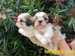 Satılık Shih Tzu Yavruları 5