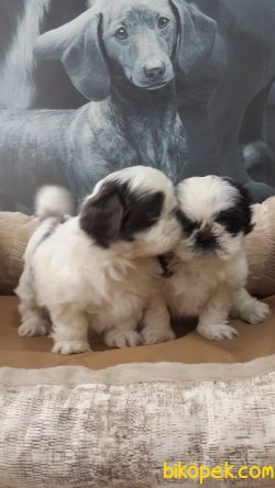 SATİLİK SHIH TZU YAVRULARI 5