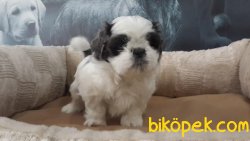 SATİLİK SHIH TZU YAVRULARI 1