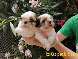 Satılık Shih Tzu Yavruları 4