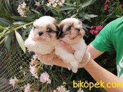 Satılık Shih Tzu Yavruları 3