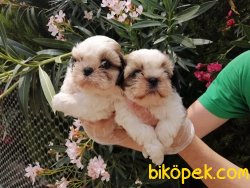 Satılık Shih Tzu Yavruları 2