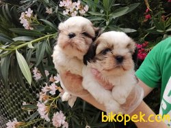 Satılık Shih Tzu Yavruları 5