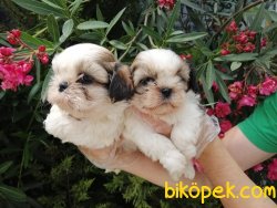 Satılık Shih Tzu Yavruları 1