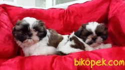 SATİLİK SHIH TZU YAVRULARI 2
