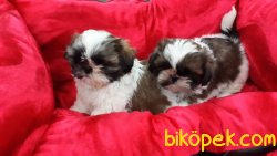 SATİLİK SHIH TZU YAVRULARI 3
