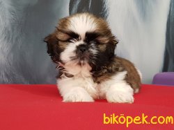 SATİLİK SHIH TZU YAVRULARI 1
