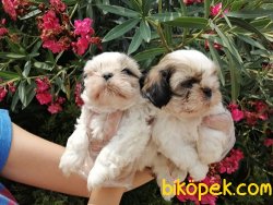 Satılık Shih Tzu Yavruları 1