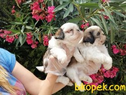 Satılık Shih Tzu Yavruları 3