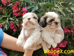 Satılık Shih Tzu Yavruları 2