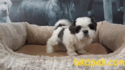 Satılık Shıh Tzu Yavruları 3
