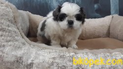 Satılık Shıh Tzu Yavruları 4