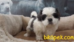 Satılık Shıh Tzu Yavruları 2
