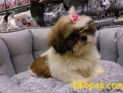 SATİLİK SHIH TZU YAVRULARI 1
