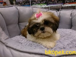 SATİLİK SHIH TZU YAVRULARI 3