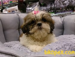 SATİLİK SHIH TZU YAVRULARI 2