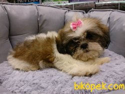 SATİLİK SHIH TZU YAVRULARI 4