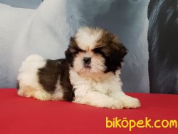 SATİLİK SHIH TZU YAVRULARI 2