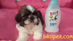 SATİLİK SHIH TZU YAVRULARI 4