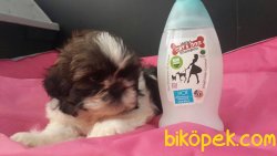 SATİLİK SHIH TZU YAVRULARI 1