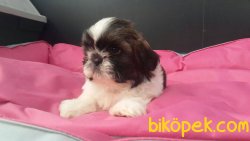 SATİLİK SHIH TZU YAVRULARI 2