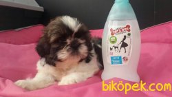 SATİLİK SHIH TZU YAVRULARI 3