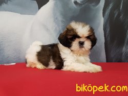 SATİLİK SHIH TZU YAVRULARI 1
