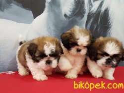 SATİLİK SHIH TZU YAVRULARI 5