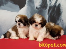 SATİLİK SHIH TZU YAVRULARI 4