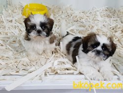 Satılık Shih Tzu Yavrulari 5