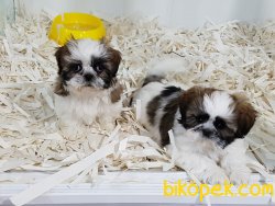 Satılık Shih Tzu Yavrulari 2