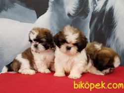 Satilik Shih Tzu Yavruları 5