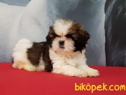 Satilik Shih Tzu Yavruları 3