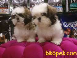 Satılık SHIH TZU YAVRULARI 1