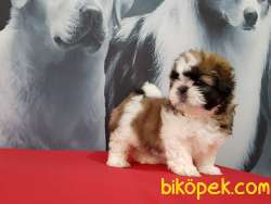 Satilik Shih Tzu Yavruları 4