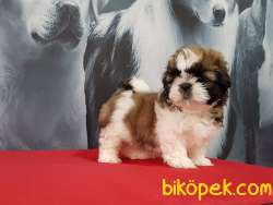 Satilik Shih Tzu Yavruları 1
