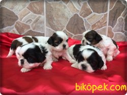 Satılık Shih Tzu Yavrularımız 5