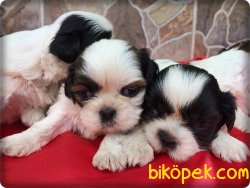 Satılık Shih Tzu Yavrularımız 1