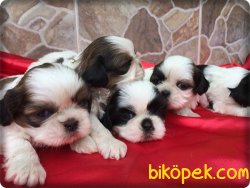 Satılık Shih Tzu Yavrularımız 2