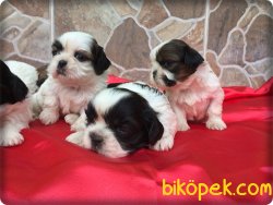 Satılık Shih Tzu Yavrularımız 3