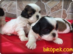 Satılık Shih Tzu Yavrularımız 4