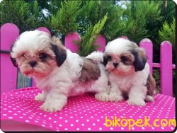 Satılık Shih Tzu Yavrularımız 4