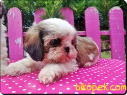 Satılık Shih Tzu Yavrularımız 3