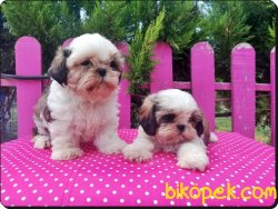 Satılık Shih Tzu Yavrularımız 5