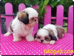 Satılık Shih Tzu Yavrularımız 2