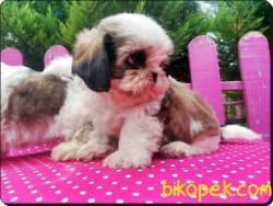 Satılık Shih Tzu Yavrularımız 1