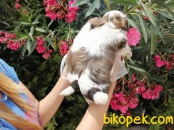 Satılık Shihtzu Yavruları 5